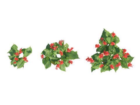 现代植物PNG免抠