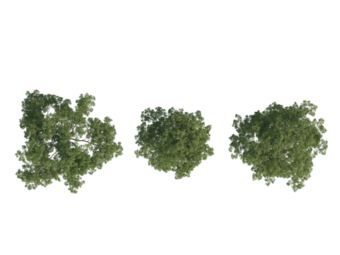 现代植物PNG免抠