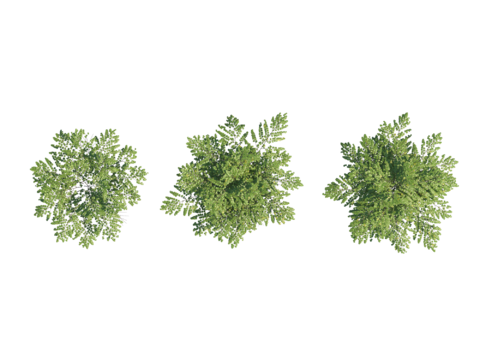 现代植物PNG免抠