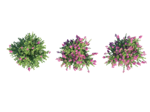  现代植物PNG免抠 