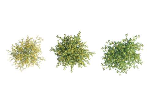  现代植物PNG免抠 
