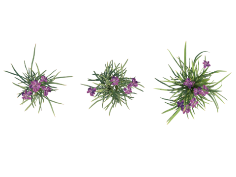  现代植物PNG免抠 