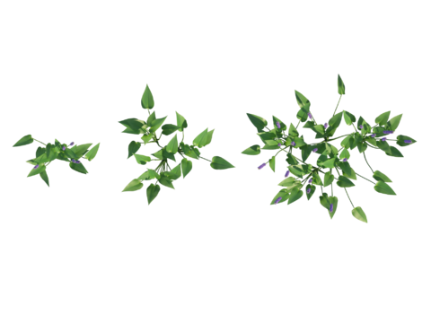  现代植物PNG免抠 