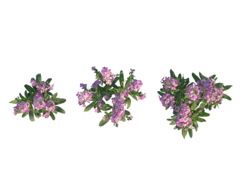  现代植物PNG免抠 