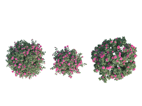  现代植物PNG免抠 