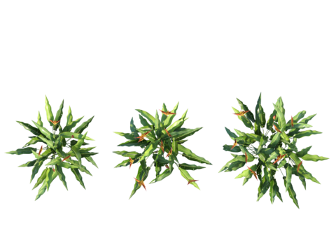 现代植物PNG免抠