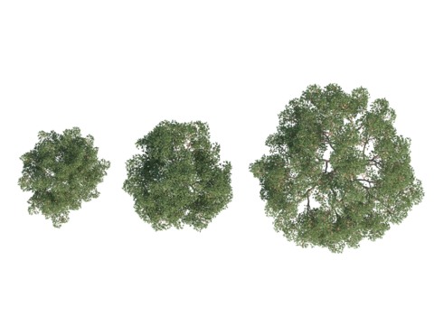  现代植物PNG免抠 