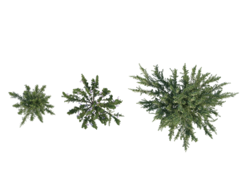 现代植物PNG免抠