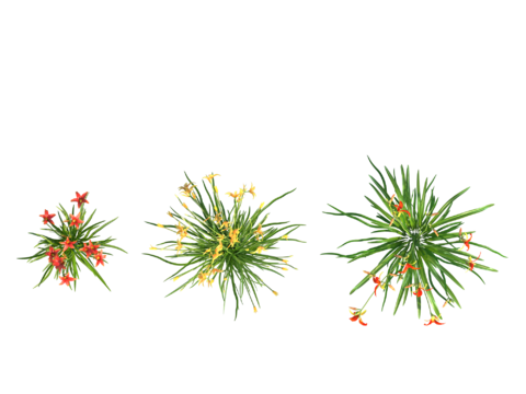  现代植物PNG免抠 