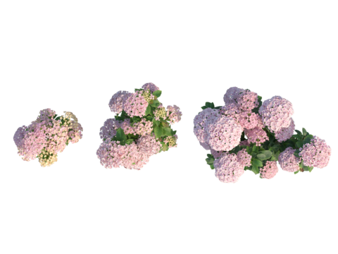  现代植物PNG免抠 