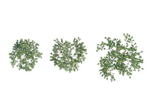  现代植物PNG免抠 