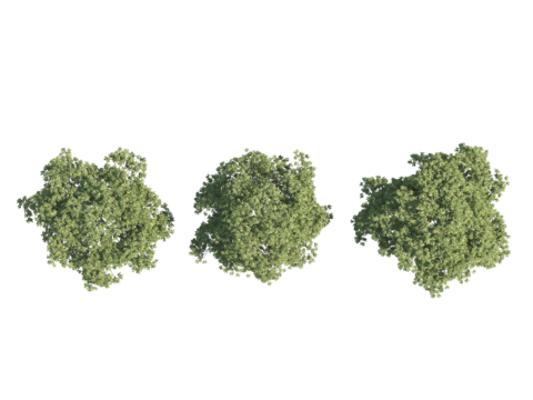  现代植物PNG免抠 