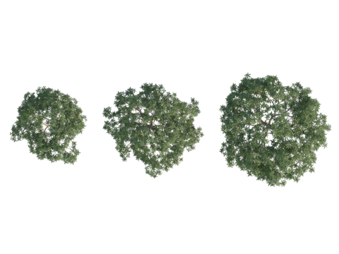 现代植物PNG免抠