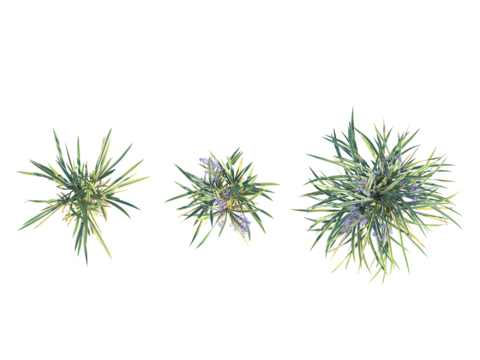  现代植物PNG免抠 