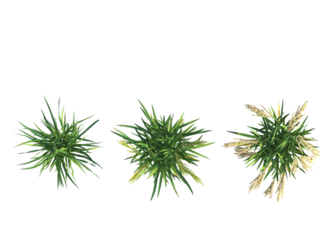  现代植物PNG免抠 