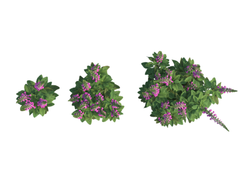 现代植物PNG免抠