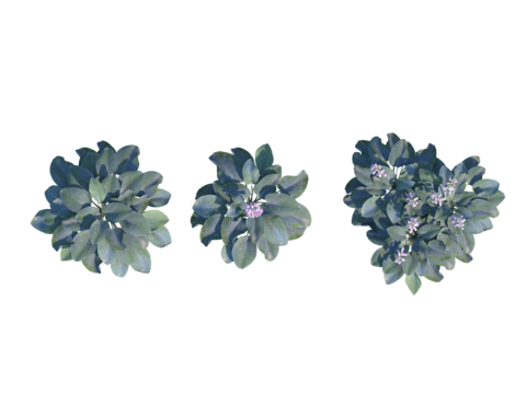  现代植物PNG免抠 