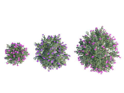  现代植物PNG免抠 