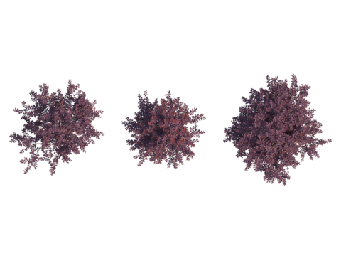  现代植物PNG免抠 