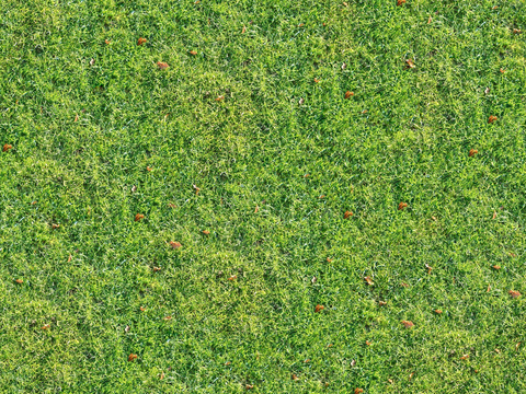 真实质感草地草坡绿地肌理纹理62