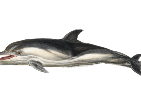  高清复古写实鱼类插画,海洋动物插画19 