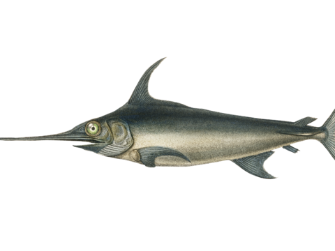  高清复古写实鱼类插画,海洋动物插画105 