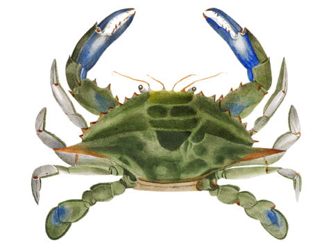  高清复古写实鱼类插画,海洋动物插画116 