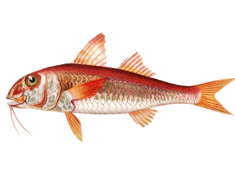  高清复古写实鱼类插画,海洋动物插画4 