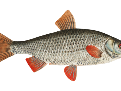  高清复古写实鱼类插画,海洋动物插画57 