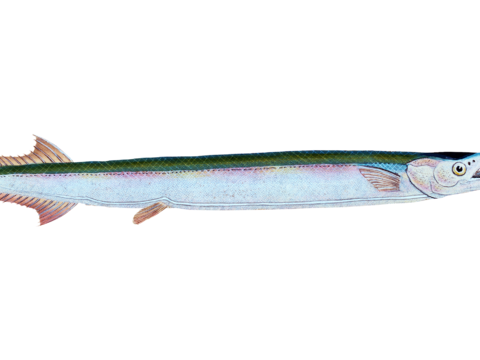  高清复古写实鱼类插画,海洋动物插画36 