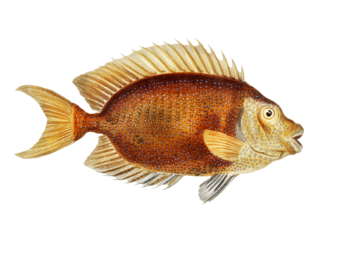  高清复古写实鱼类插画,海洋动物插画6 