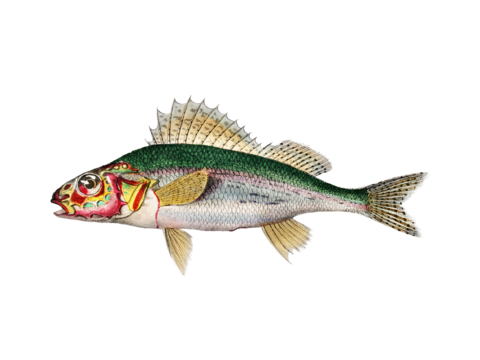  高清复古写实鱼类插画,海洋动物插画24 