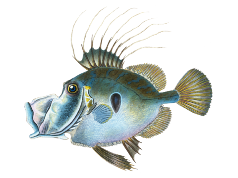  高清复古写实鱼类插画,海洋动物插画40 