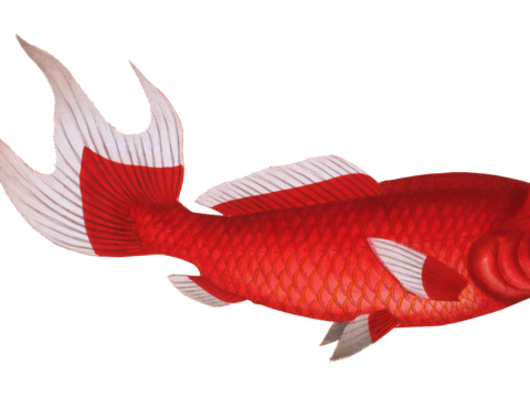  高清复古写实鱼类插画,海洋动物插画102 