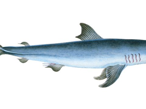  高清复古写实鱼类插画,海洋动物插画39 