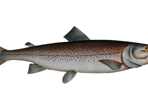  高清复古写实鱼类插画,海洋动物插画103 