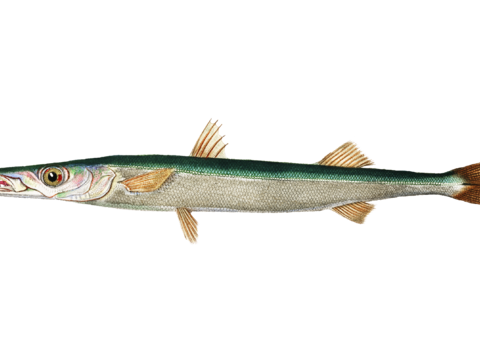  高清复古写实鱼类插画,海洋动物插画3 