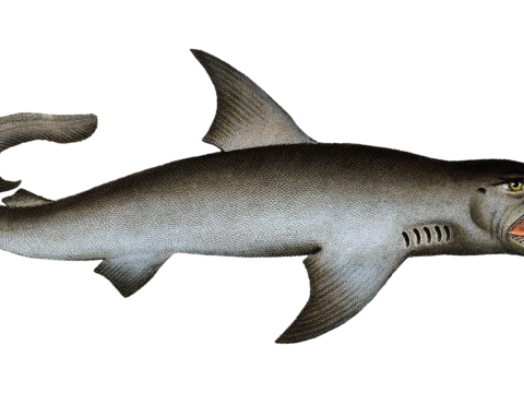  高清复古写实鱼类插画,海洋动物插画55 