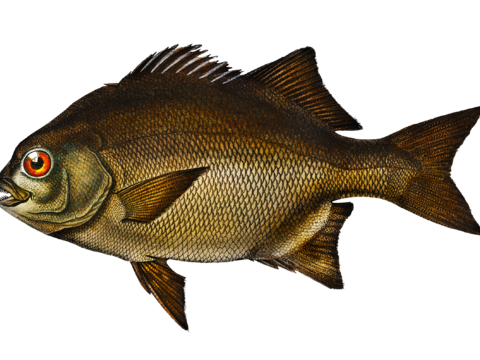  高清复古写实鱼类插画,海洋动物插画12 