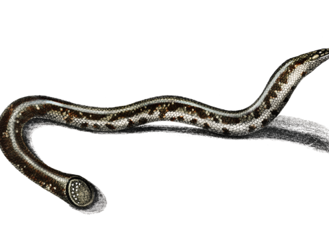  高清复古写实鱼类插画,海洋动物插画21 