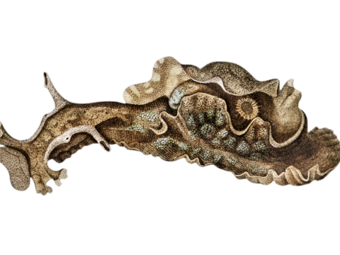  高清复古写实鱼类插画,海洋动物插画112 