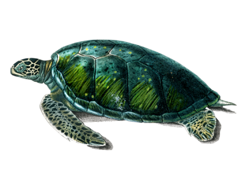  高清复古写实鱼类插画,海洋动物插画20 