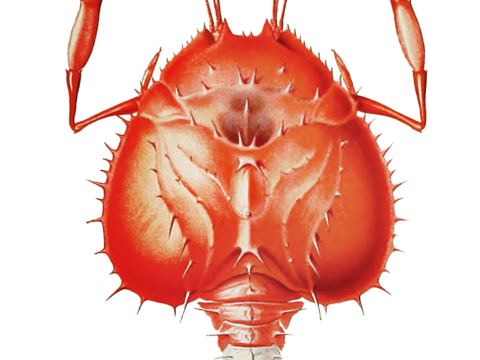  高清复古写实鱼类插画,海洋动物插画120 