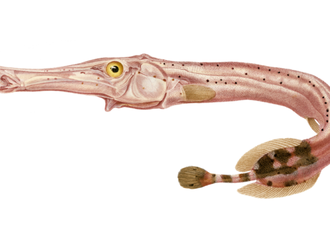  高清复古写实鱼类插画,海洋动物插画32 