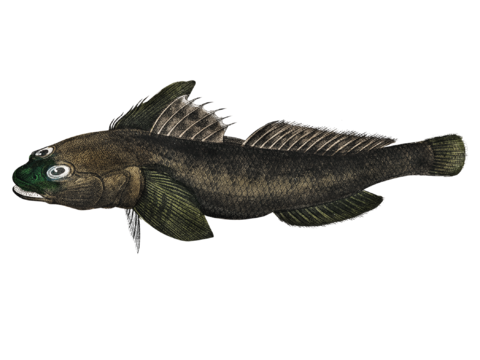  高清复古写实鱼类插画,海洋动物插画31 