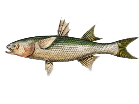  高清复古写实鱼类插画,海洋动物插画30 