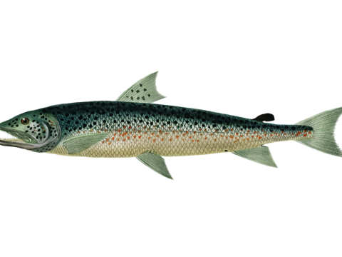  高清复古写实鱼类插画,海洋动物插画18 