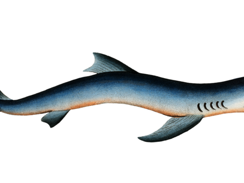  高清复古写实鱼类插画,海洋动物插画104 