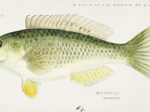  复古手绘水彩海鱼插画，海鱼图12 