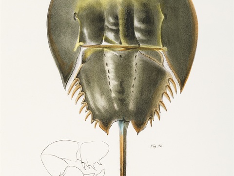 复古海洋鱼类插画，虾蟹贝插画2